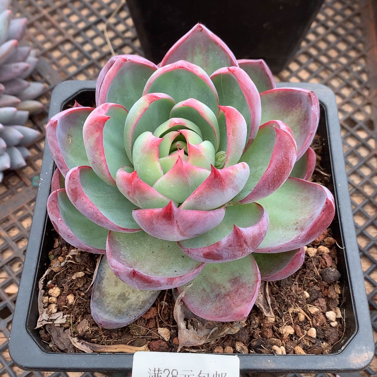 【闪购商品】云1076