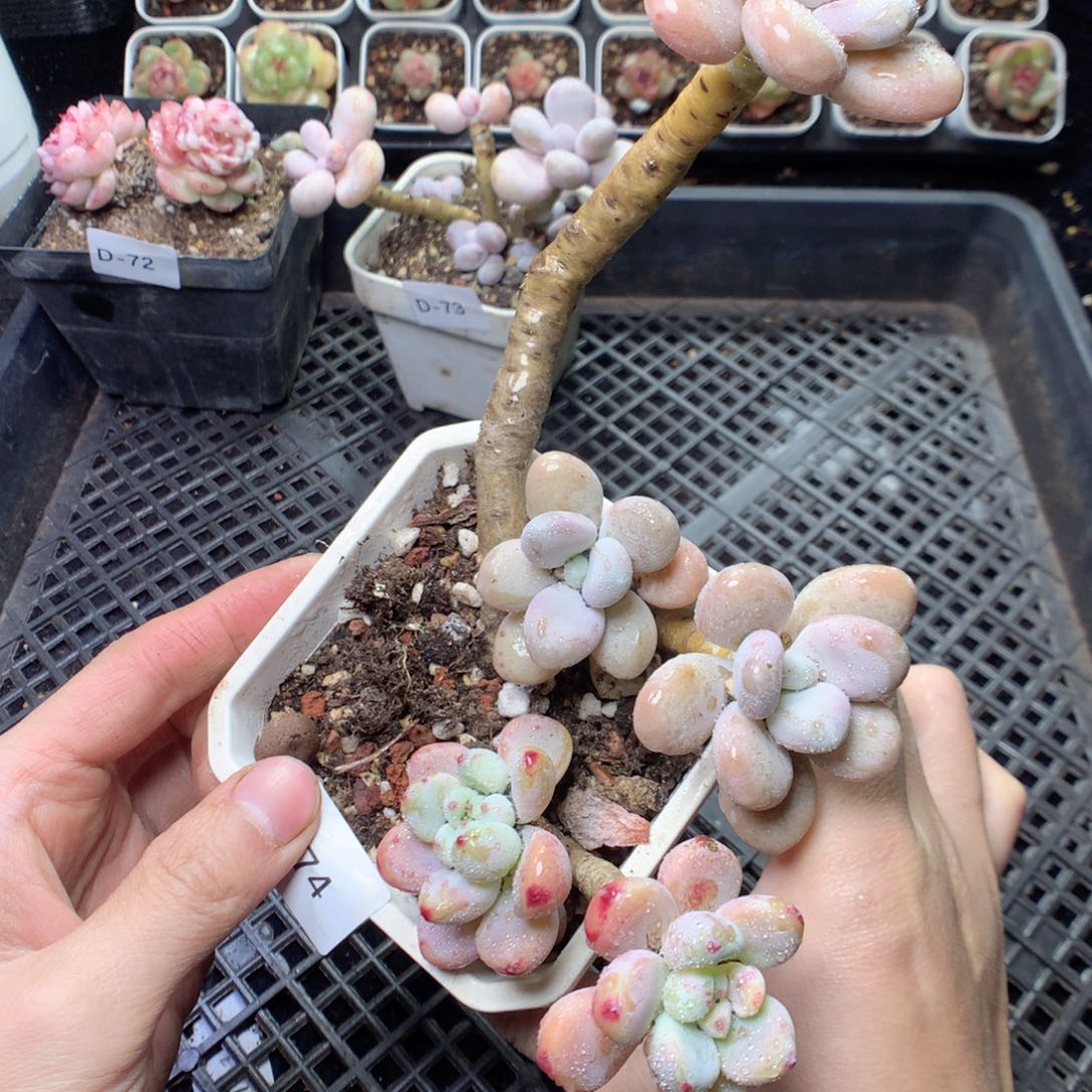 无花朵D74 yyyyyyyy