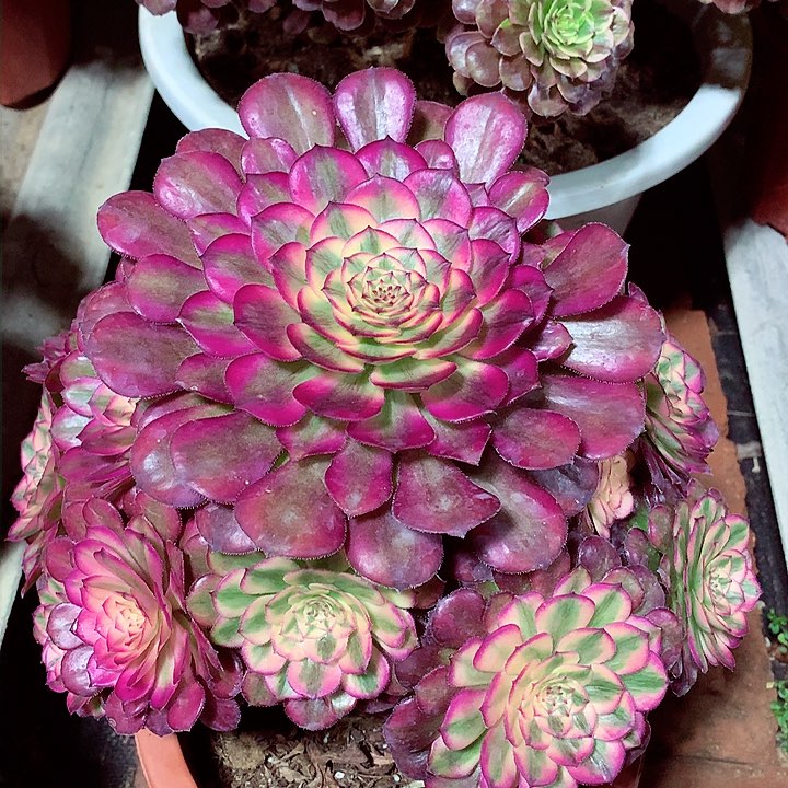 月蝉捧花，多肉植物