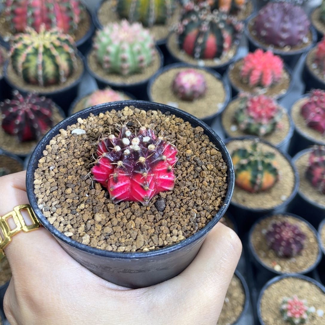 米哈星球0000000000501