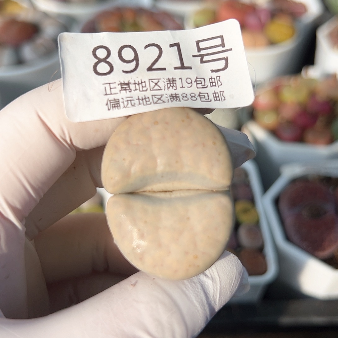 好养易活生石花大母本8921