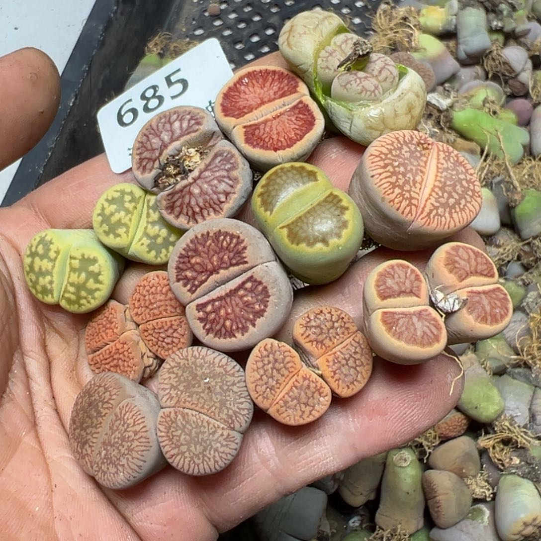 【闪购商品】685。       