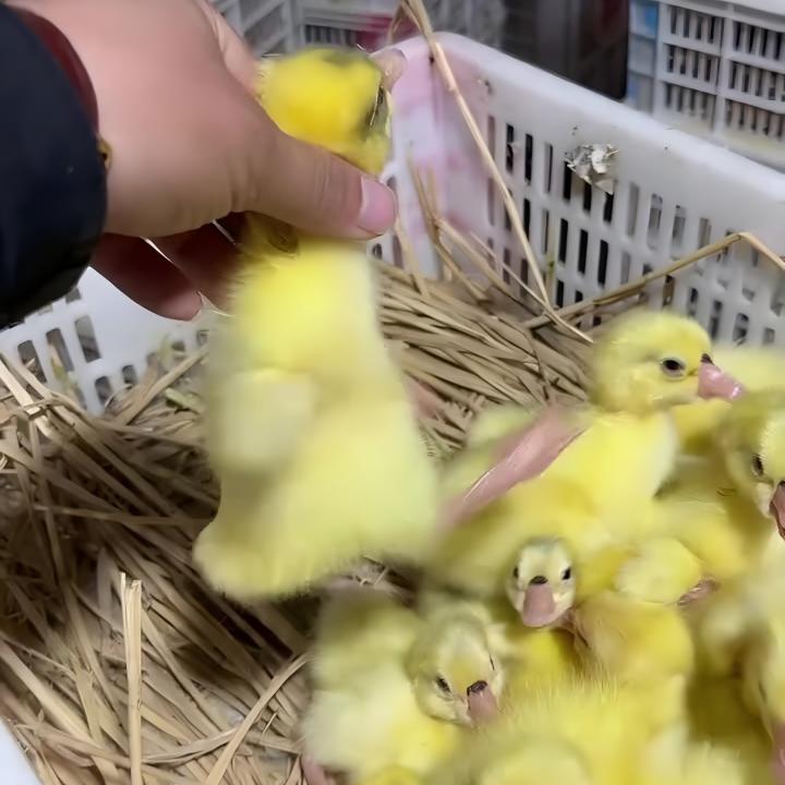 宠物鸭/鹅/大白四季/产蛋/出壳3-5天/2两左右
