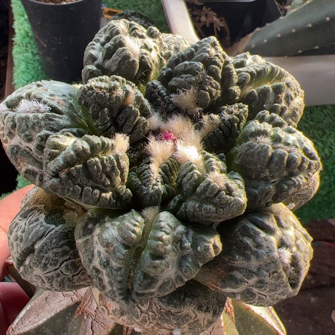 龟甲连山牡丹仙人球722