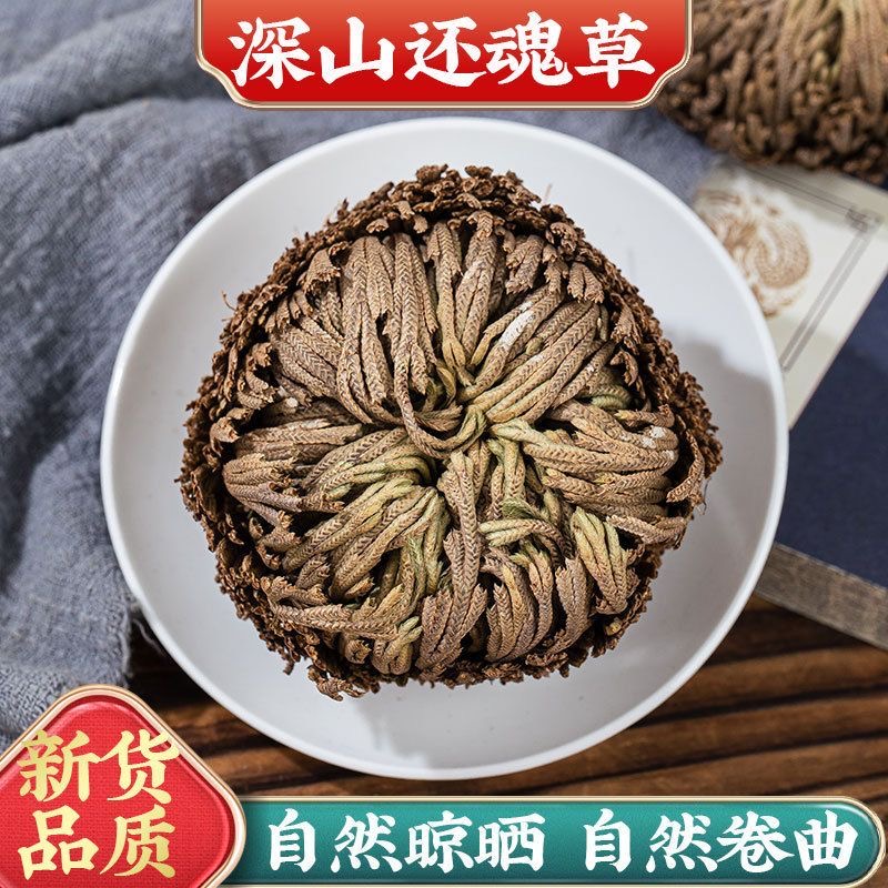 天然卷柏九死还魂草深山采摘干货还阳草卷柏岩柏凤凰草遇上活四季