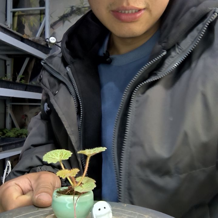 爱****骨小盆景小植物一物一拍15