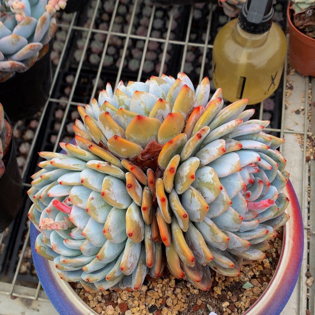 2689大三头一个嗯嗯知道