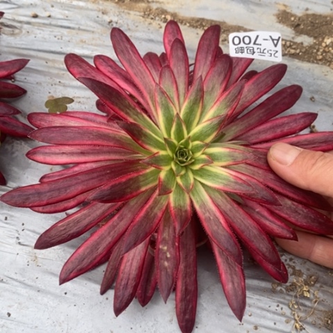 700朱雀满25包邮多肉