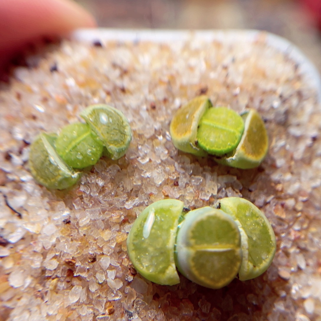 445号带盆包邮发货