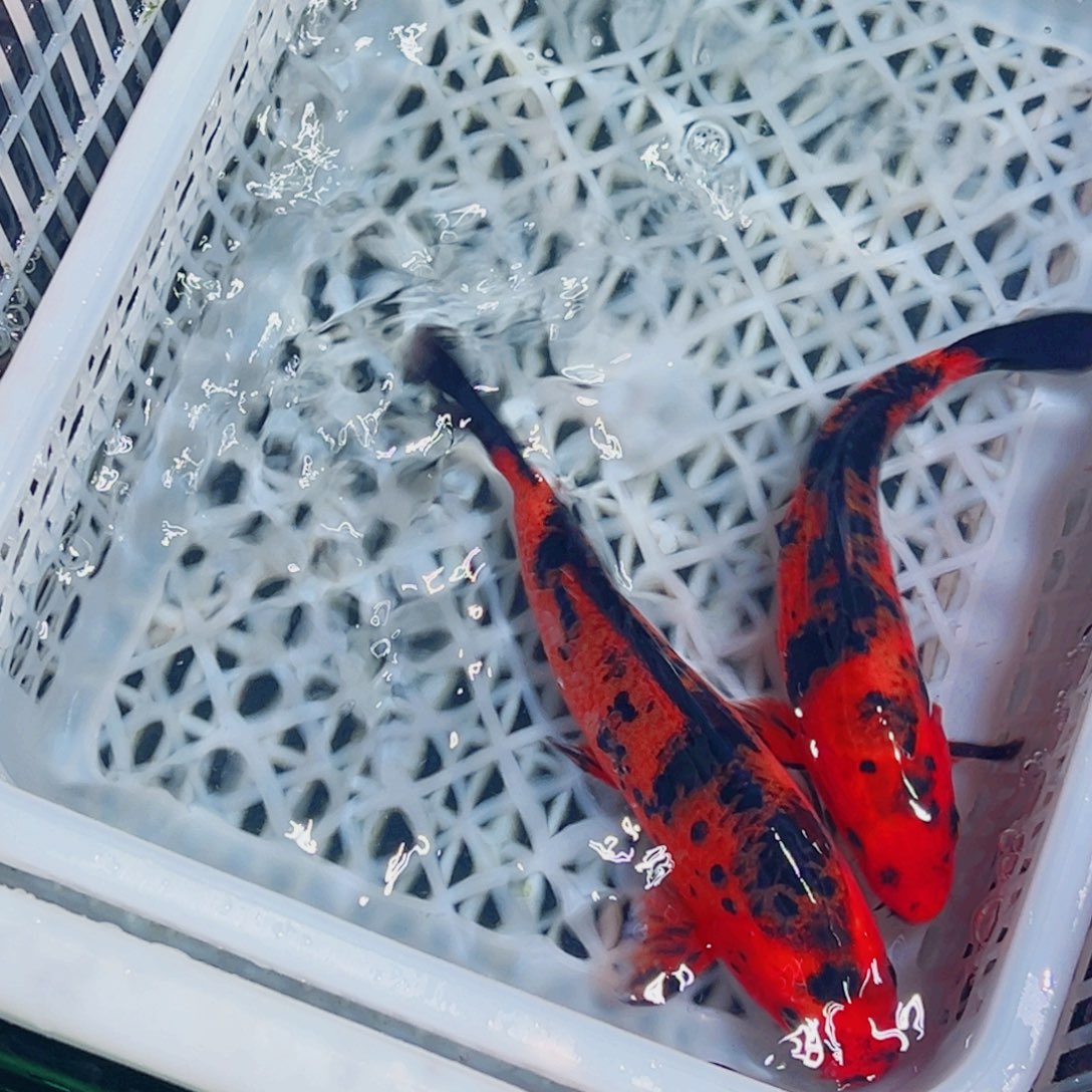 锦鲤锦鲤观赏鱼1111