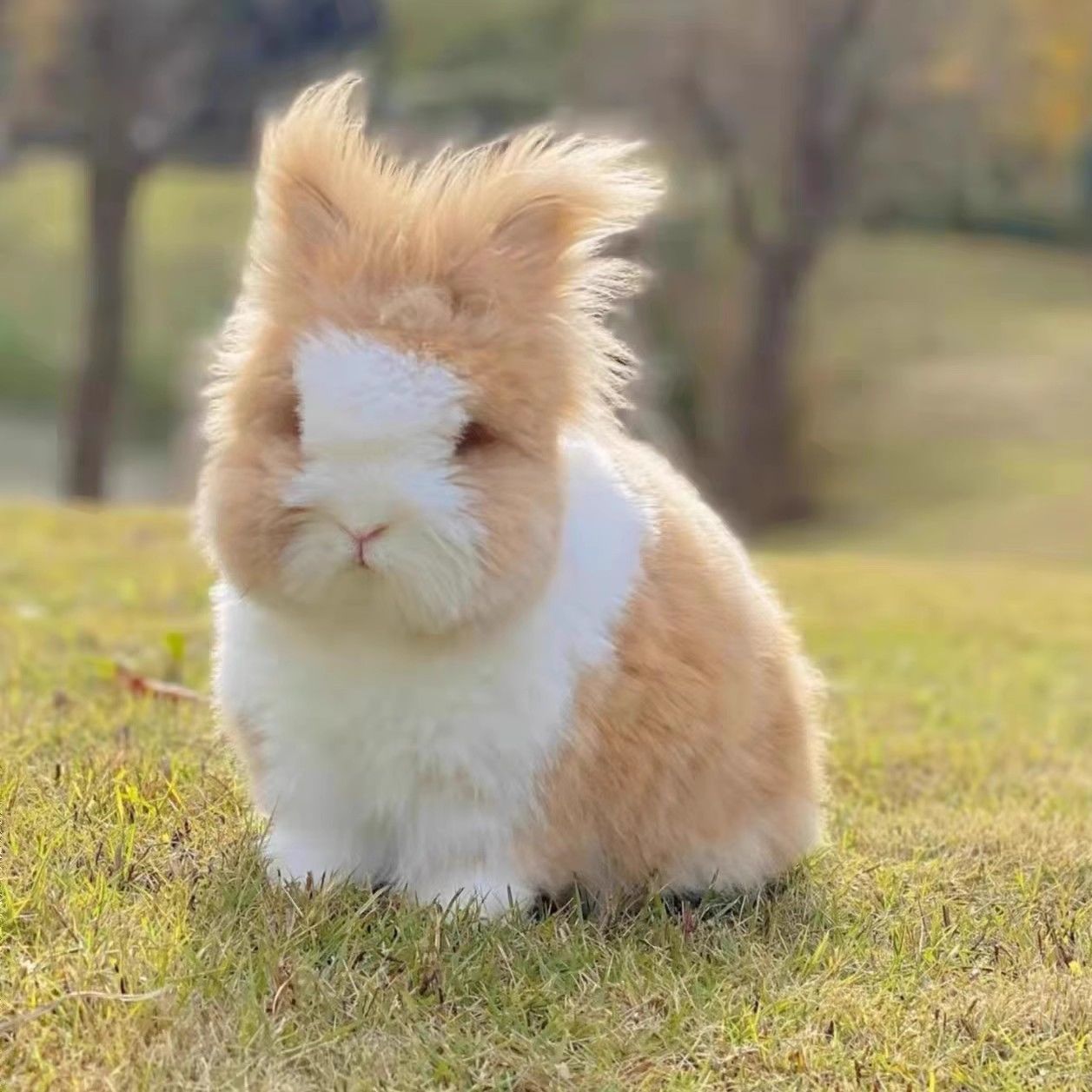 超萌侏儒垂耳兔活体适合家庭饲养的宠物兔（直播间一物一拍）