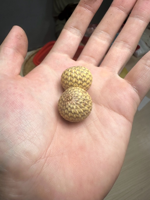 只做海南原生态干磨星月菩提《勿拍》