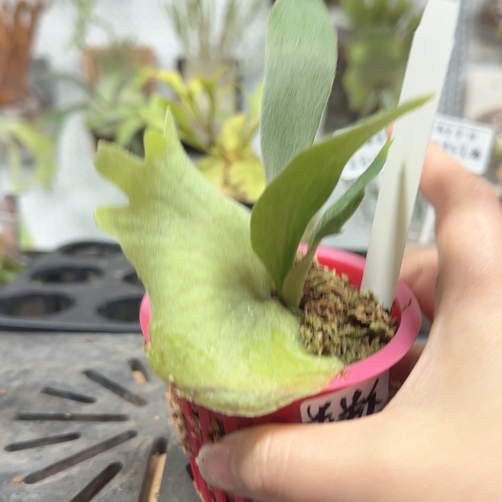 卷卷爪哇鹿角蕨喔