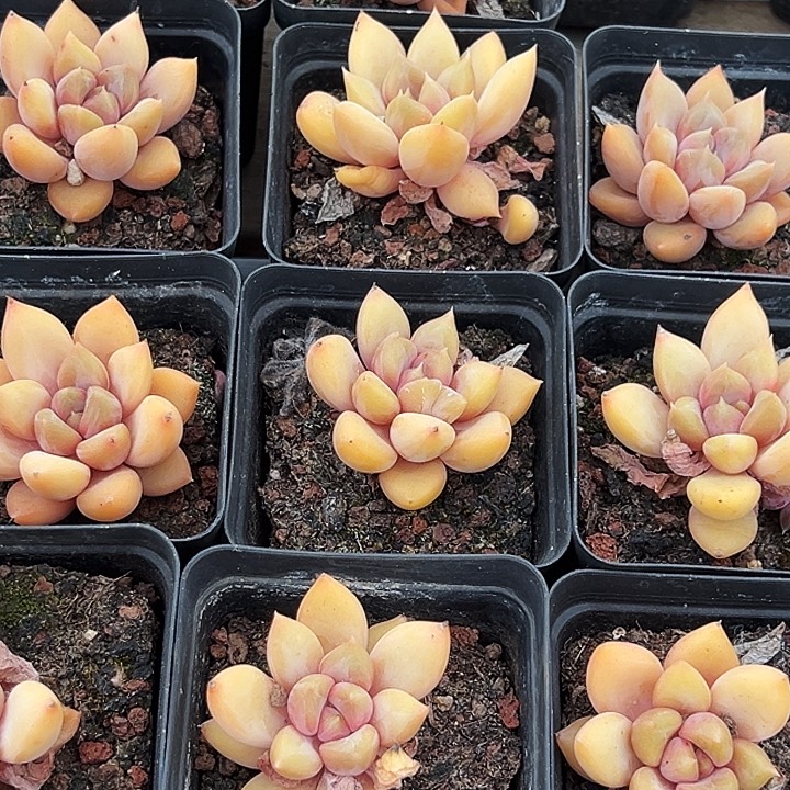 团  037  单头  金黄象牙