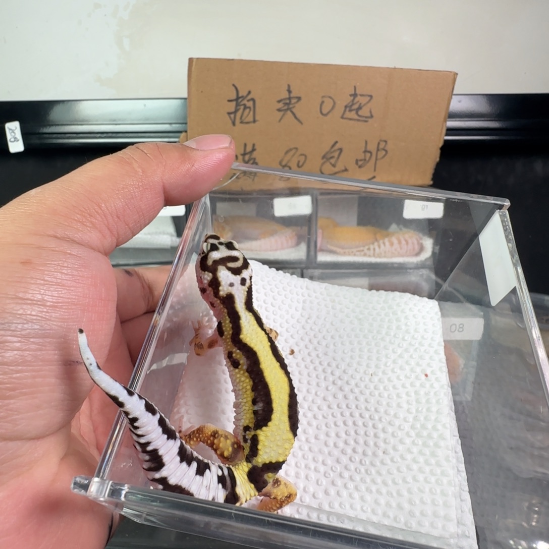 豹纹守宫土匪妹妹