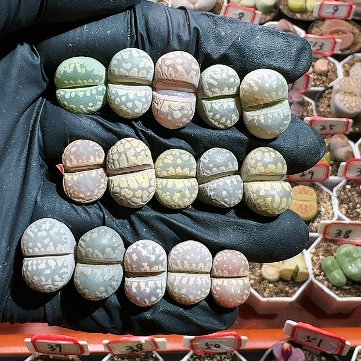 生石花12555。  508