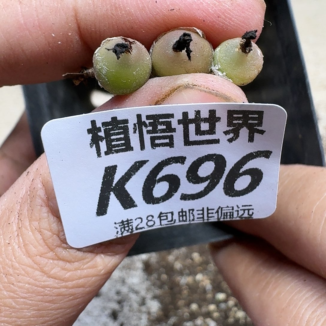 多肉植物的人啊fhhn