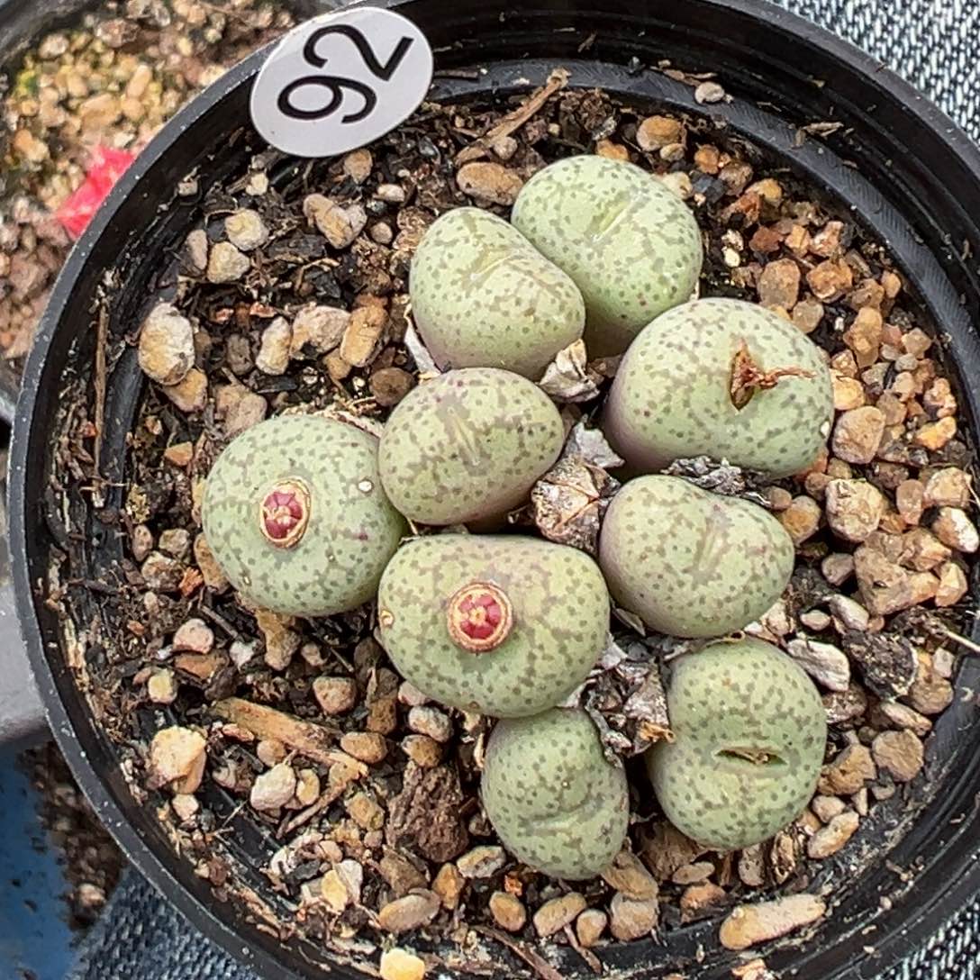 多肉植物111111111111111