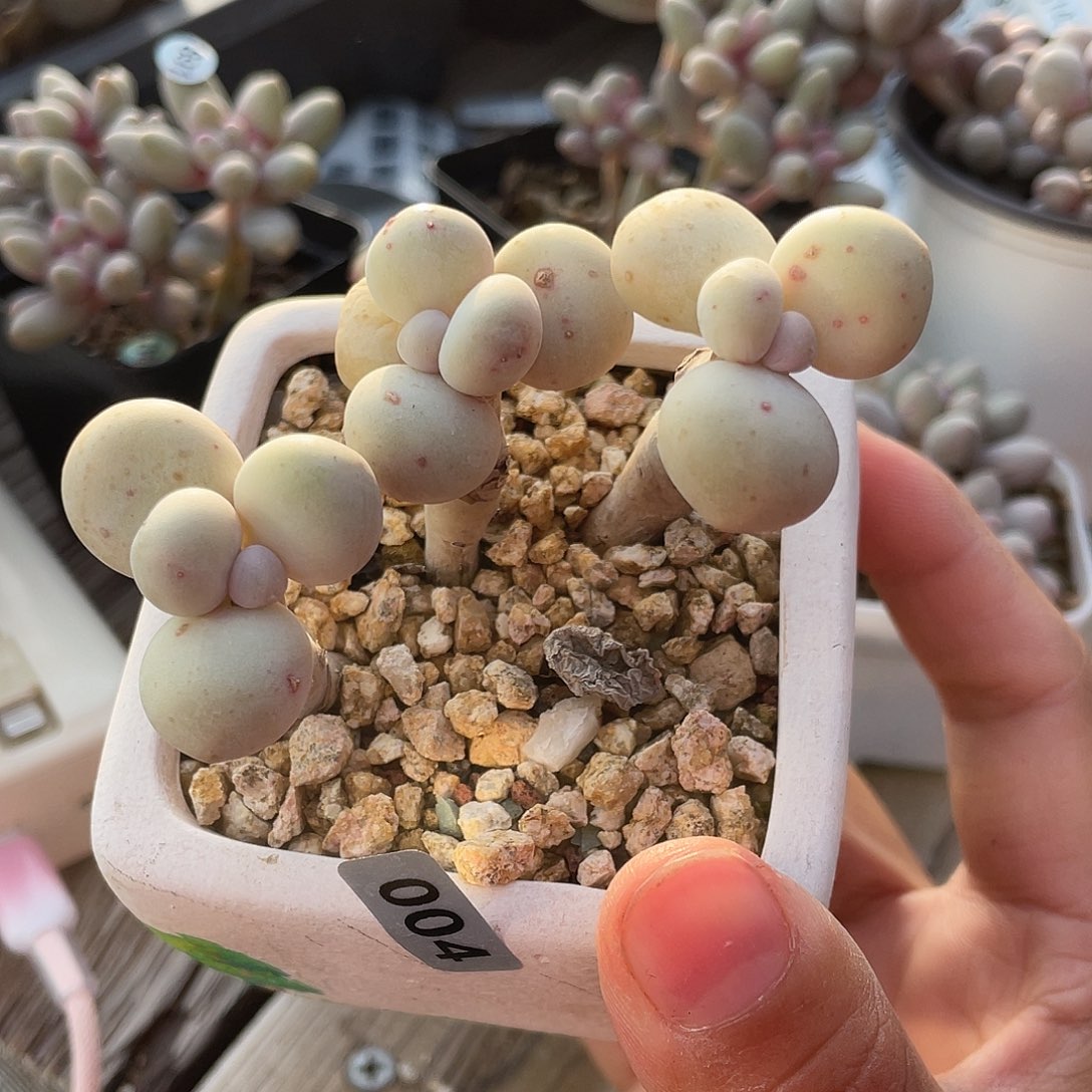 原始奶酪多肉植物