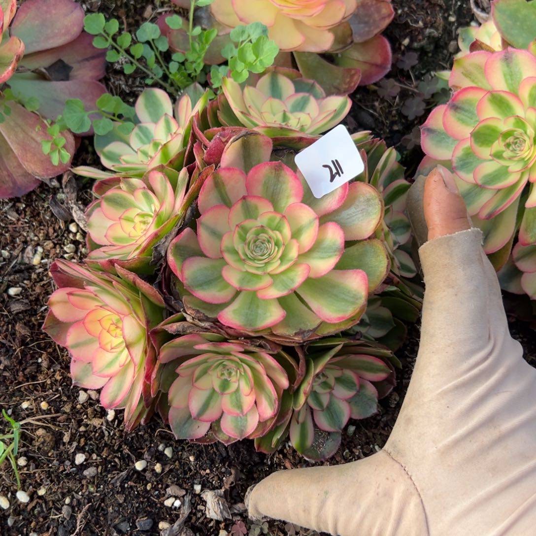 211蔷薇多肉嘻嘻嘻