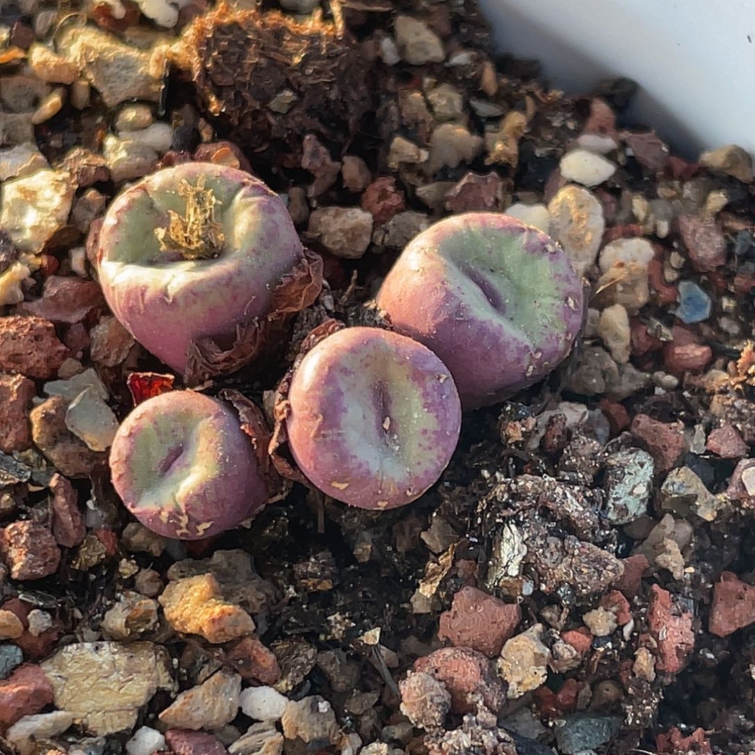 25-108嘴多肉植物肉锥