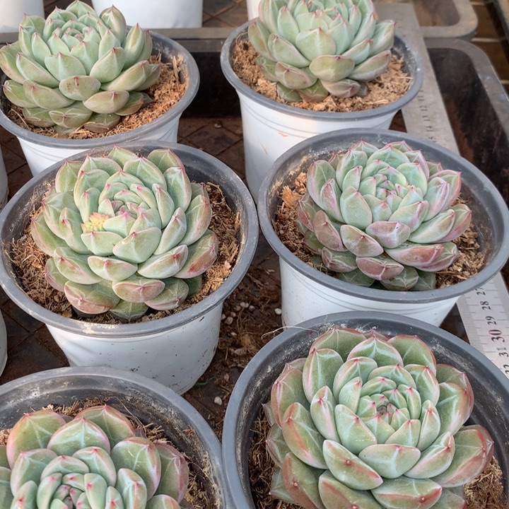 胖体雪花珍妮多肉植物两单包邮