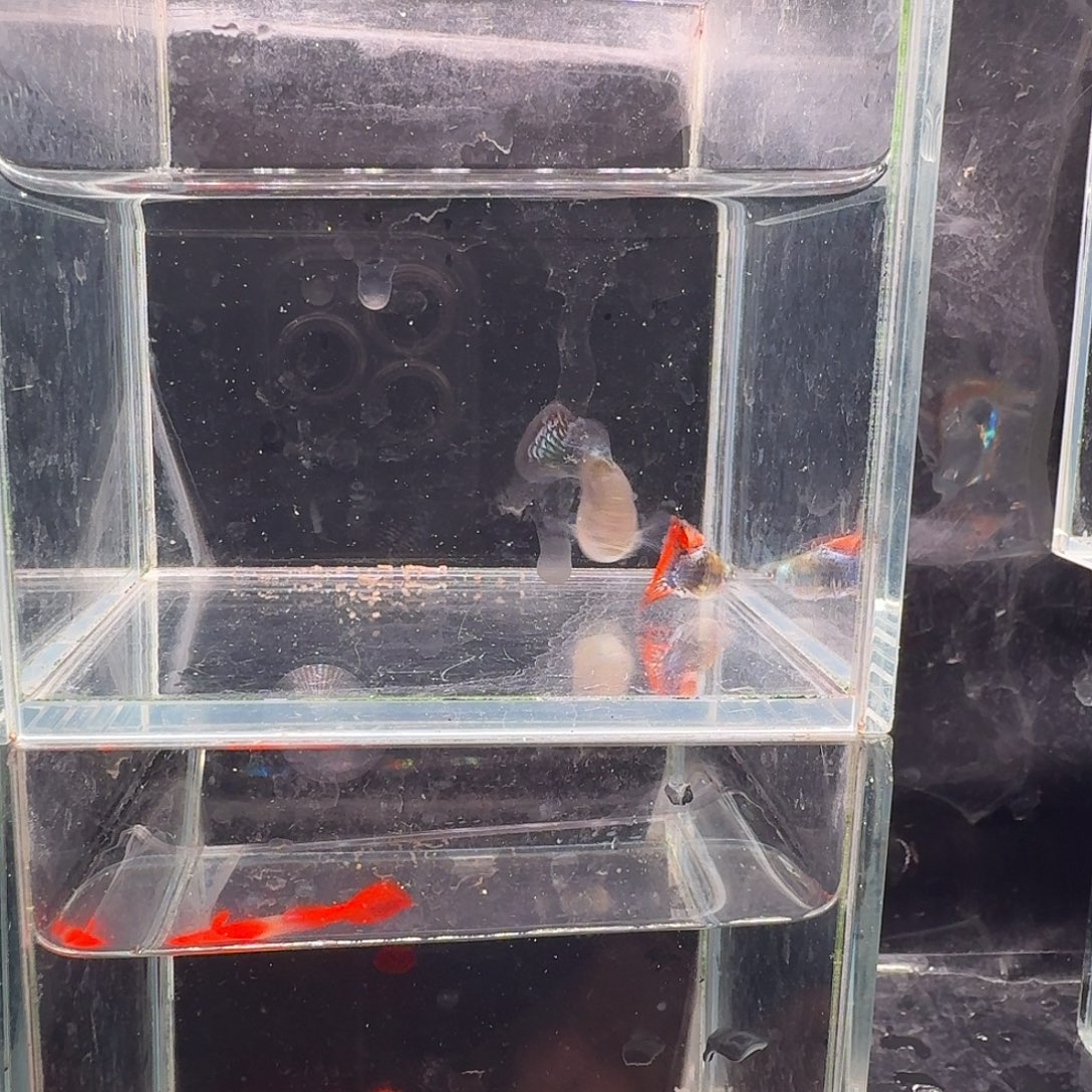 孔雀鱼七彩龙鳞球1对