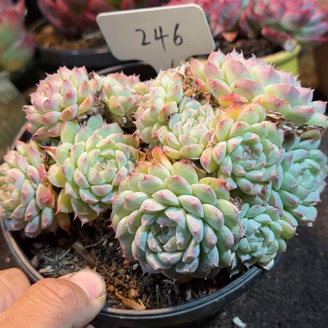 美腻一物一拍包装收缩花旱