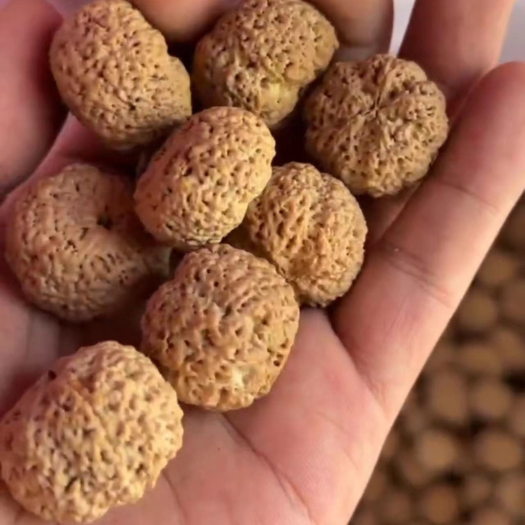 26年熊猫菠萝蜜全品无黄秒沉水金刚菩提爆肉