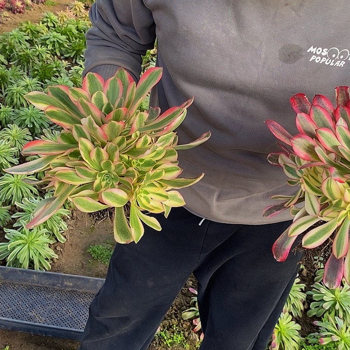 美杜莎加粉女巫多肉