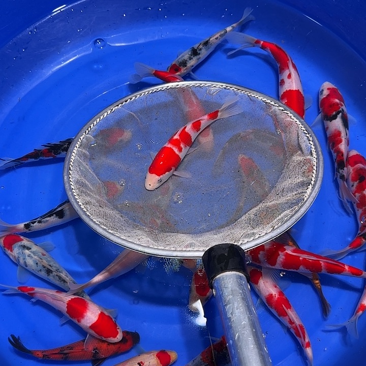 同***苦海水鱼出事地点在哪里啊你知道