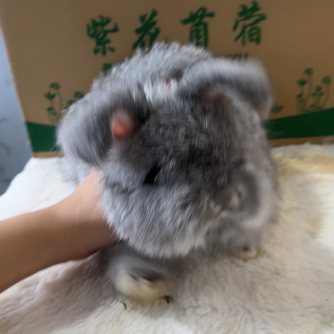 安哥拉兔星黛露弟弟