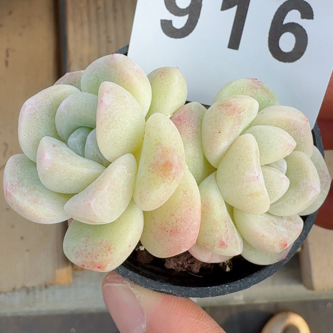 福利         精品多肉