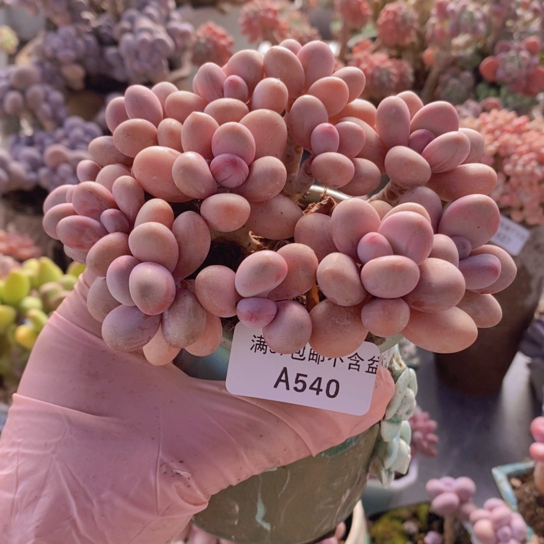 糖果桃蛋老桩12cm540多肉植物