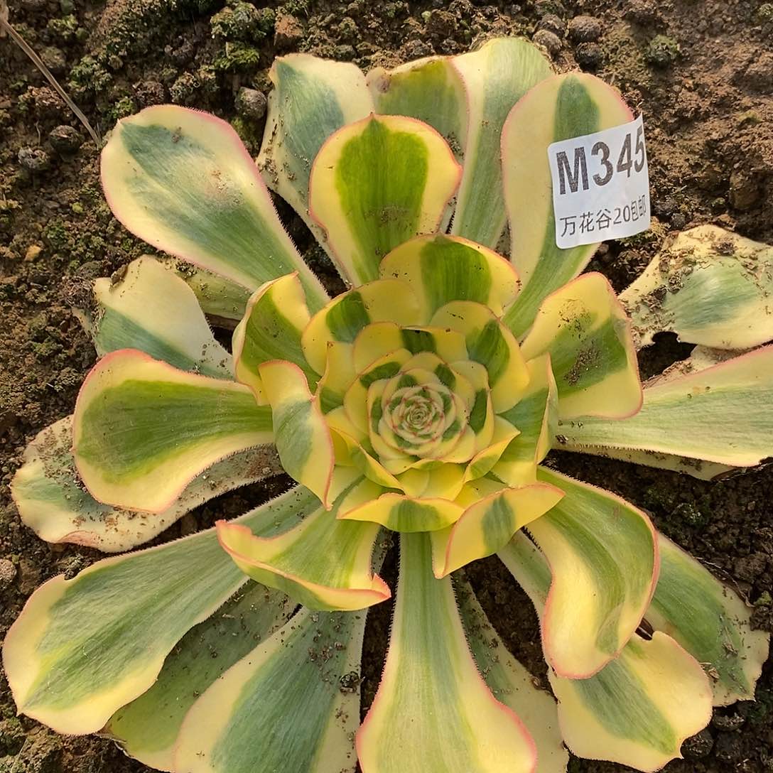 345王妃多肉植物