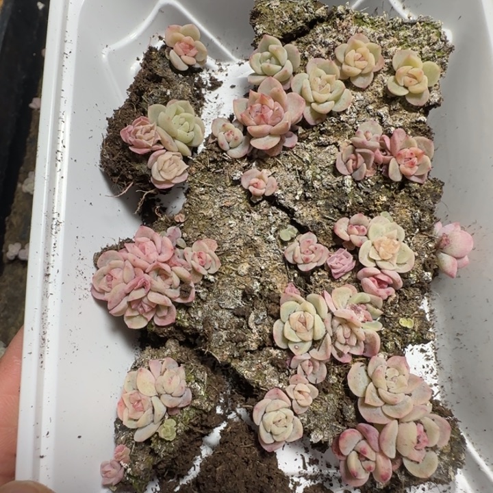 70号王者系列多肉一盒
