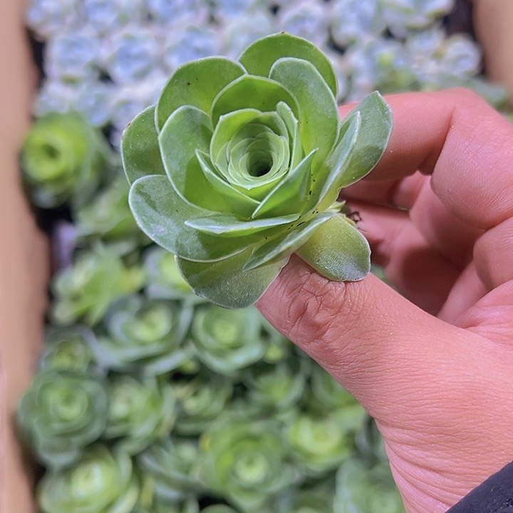 酒盅玫瑰精品多肉植物
