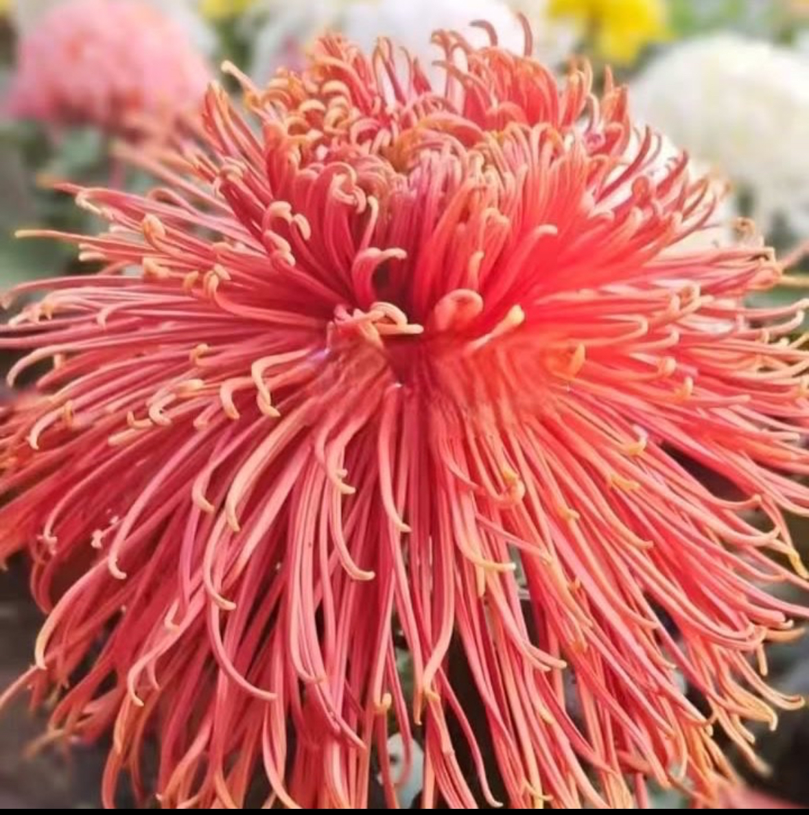 九月大花菊《七彩灵光》（带花苞） ， 开花漂亮…