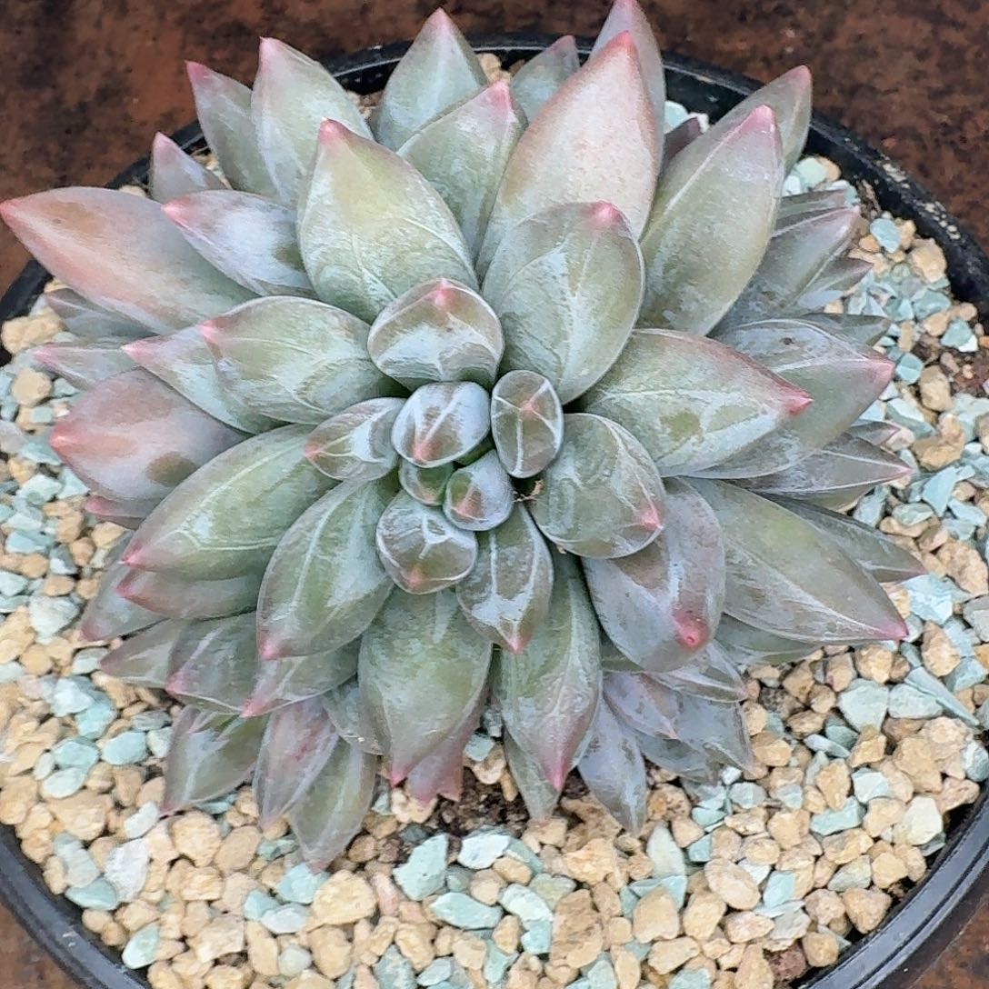 重楼多肉植物一颗