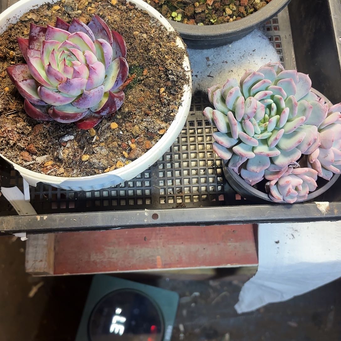 早****有啊，多肉植物宽拍惊鸿一颗