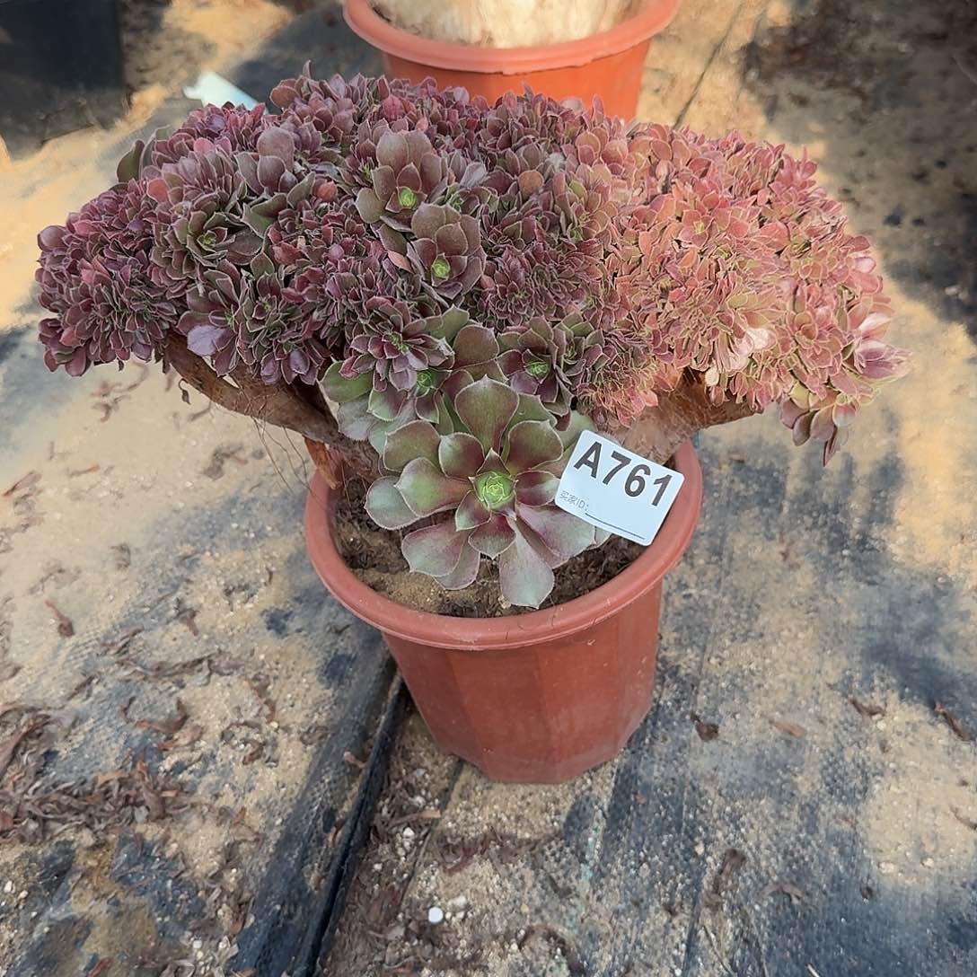 761玫瑰朵朵一颗呀呀