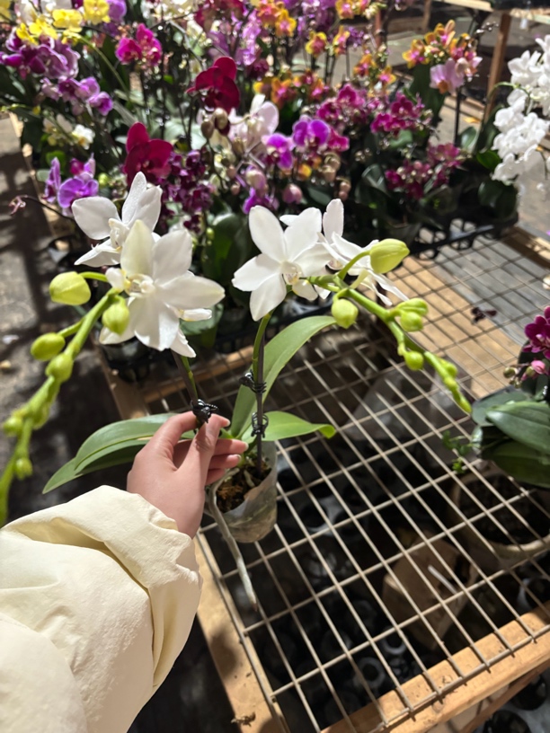 白水晶——蝴蝶兰 开花发货 室内绿植