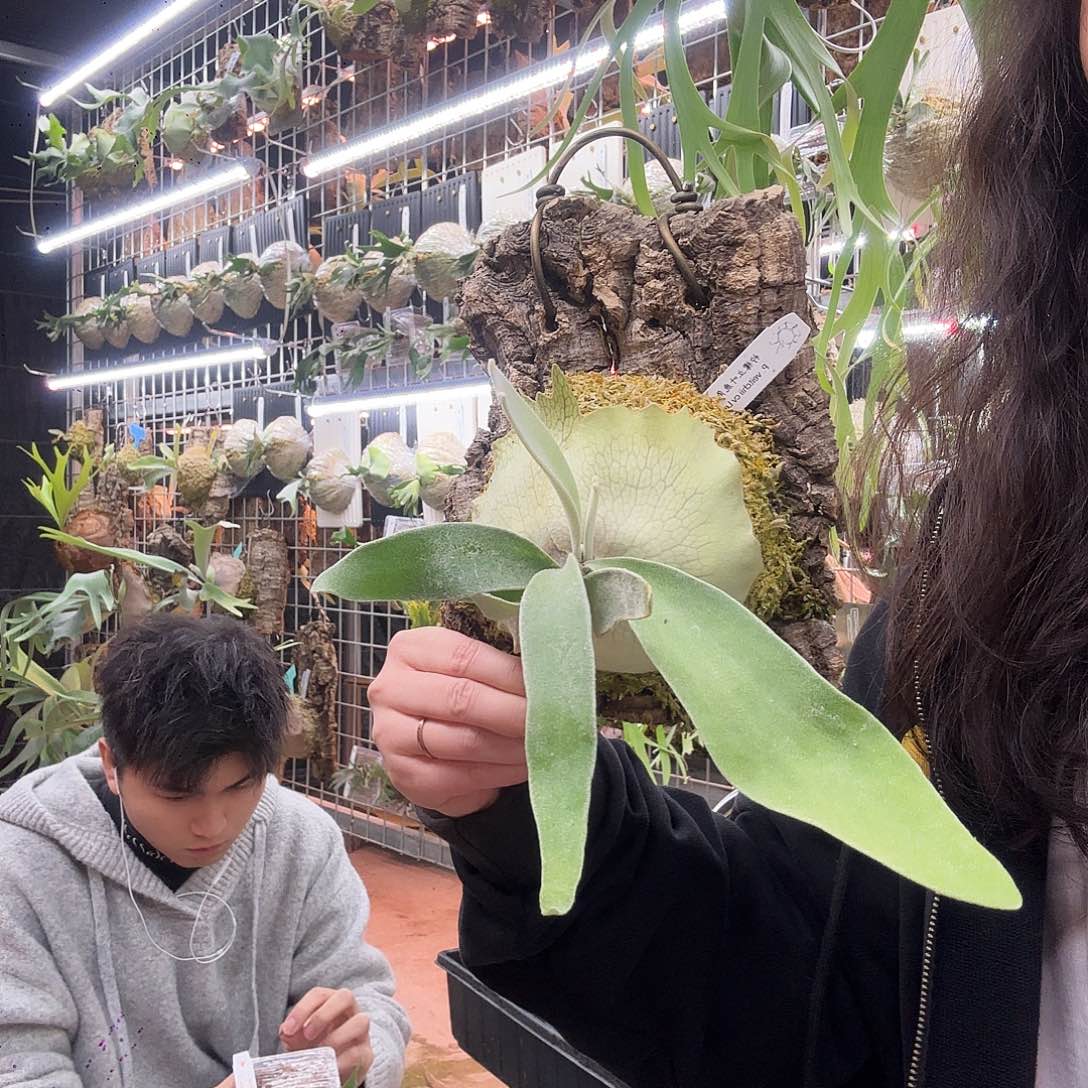 无花朵柠檬鹿角蕨