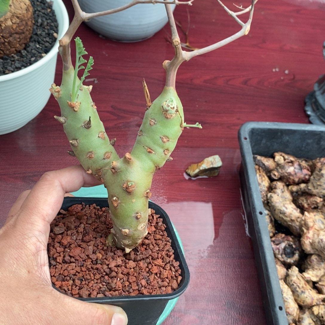 海茴香叶杨奎多肉植物