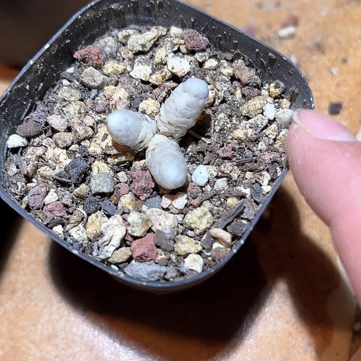 满38包邮2天凑单，脱土晾根发货多肉植物雪嫦娥