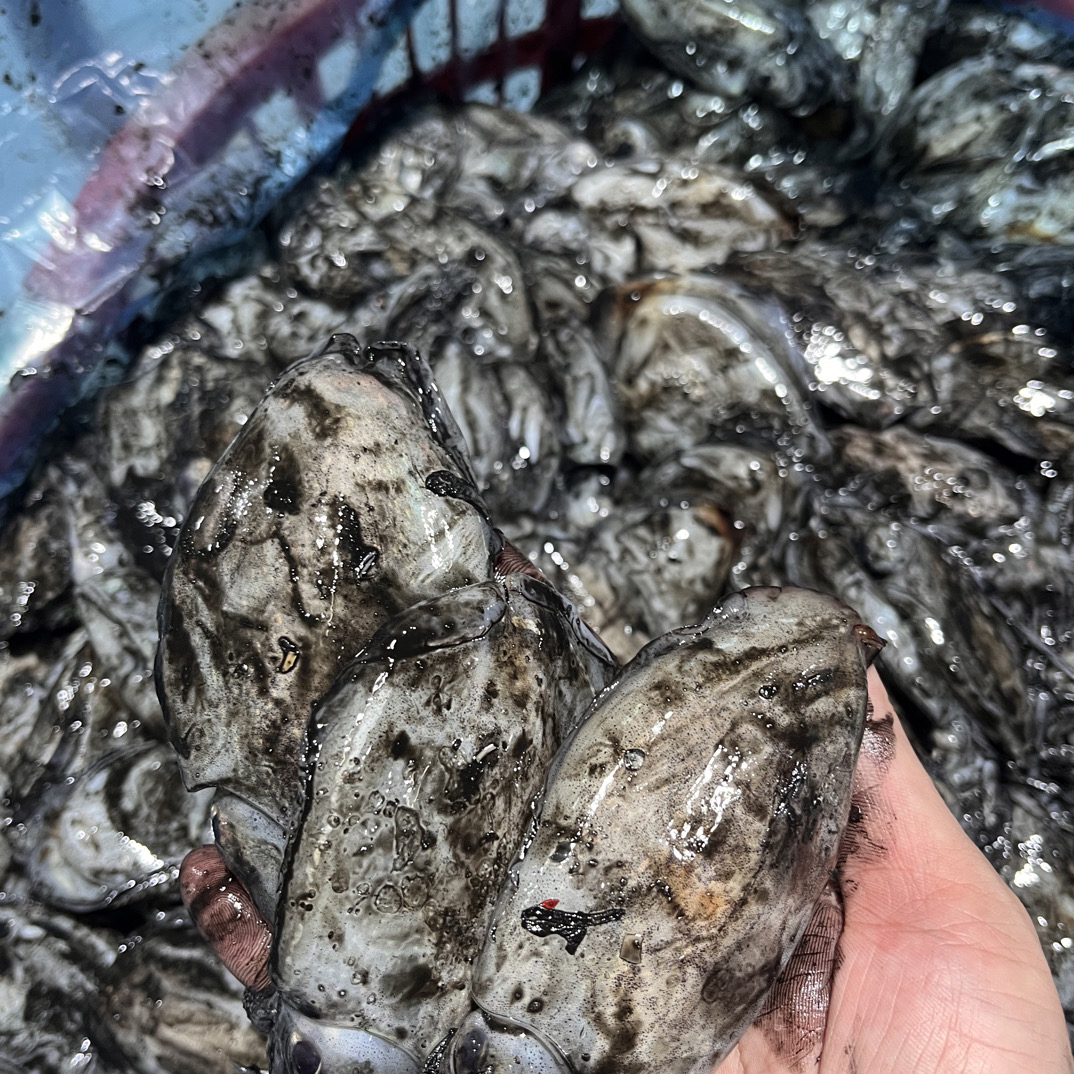 舟山乌贼正宗圆屁股墨鱼墨鱼仔（个头不大嫌小勿拍）