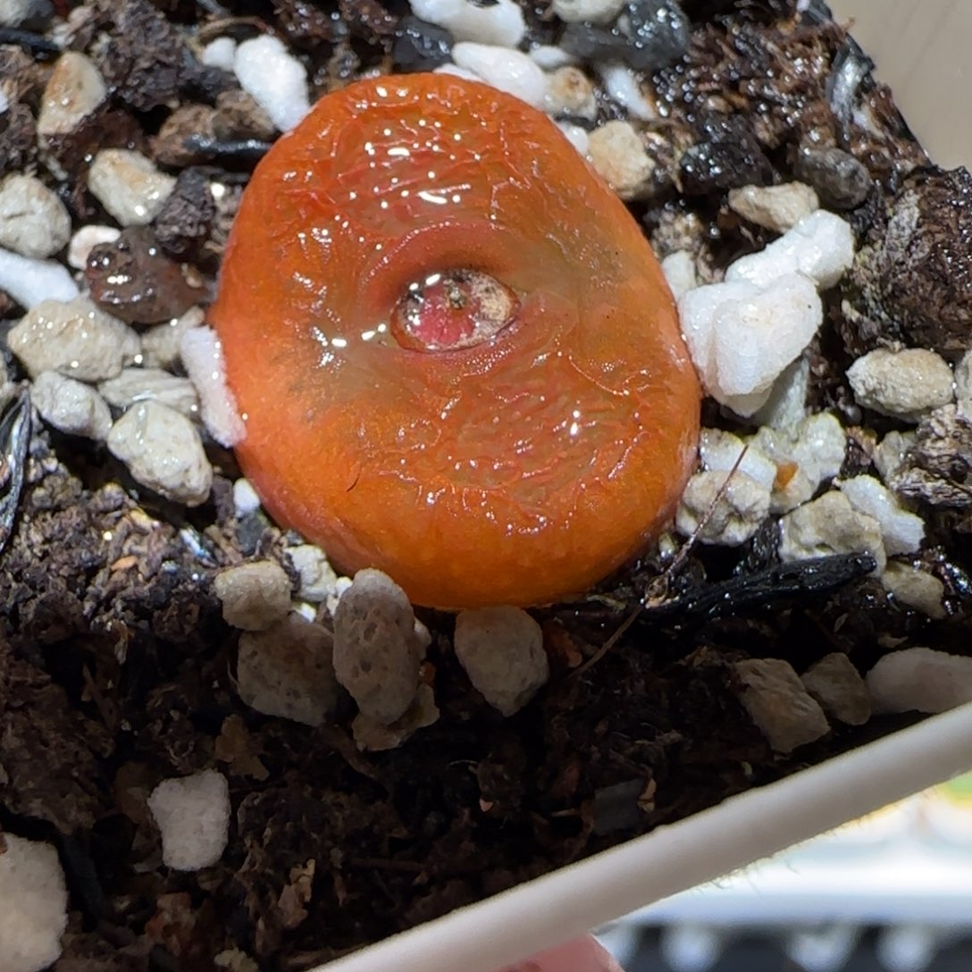 肉锥多肉植物百科-水蜜桃142