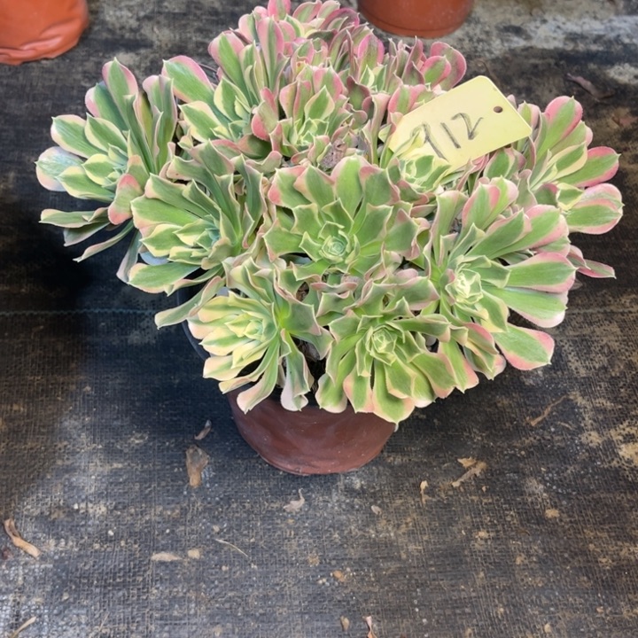 912白凤多肉一物一拍