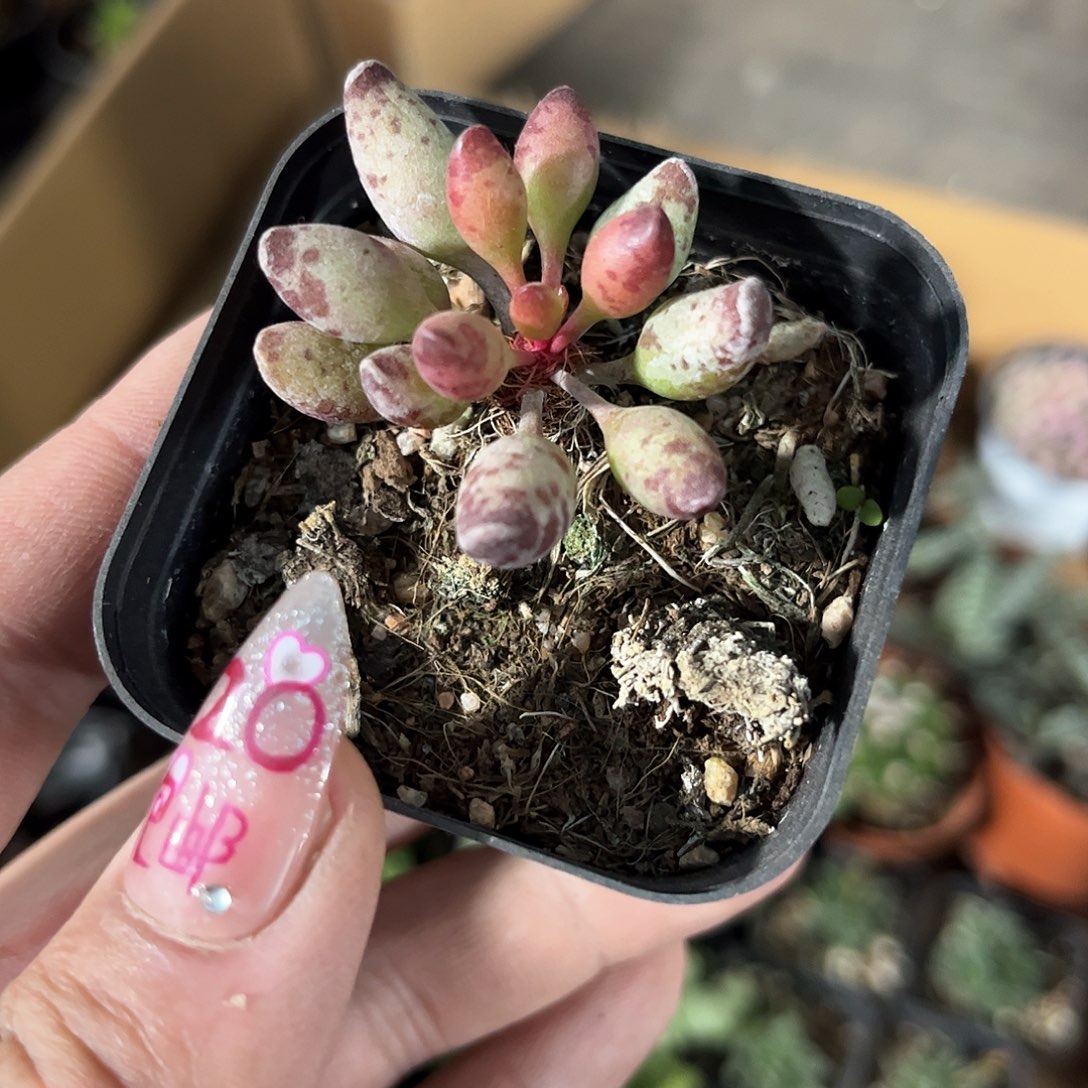 鼓锤水泡单头发货有根发货