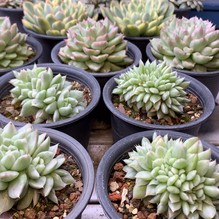 东云锦缀化脱土量拍